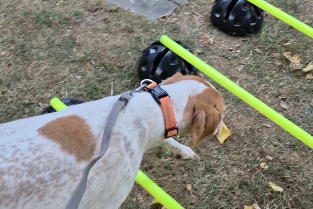 Jagdhund beim Cavaletti-Training über niedrige Stangen im Garten