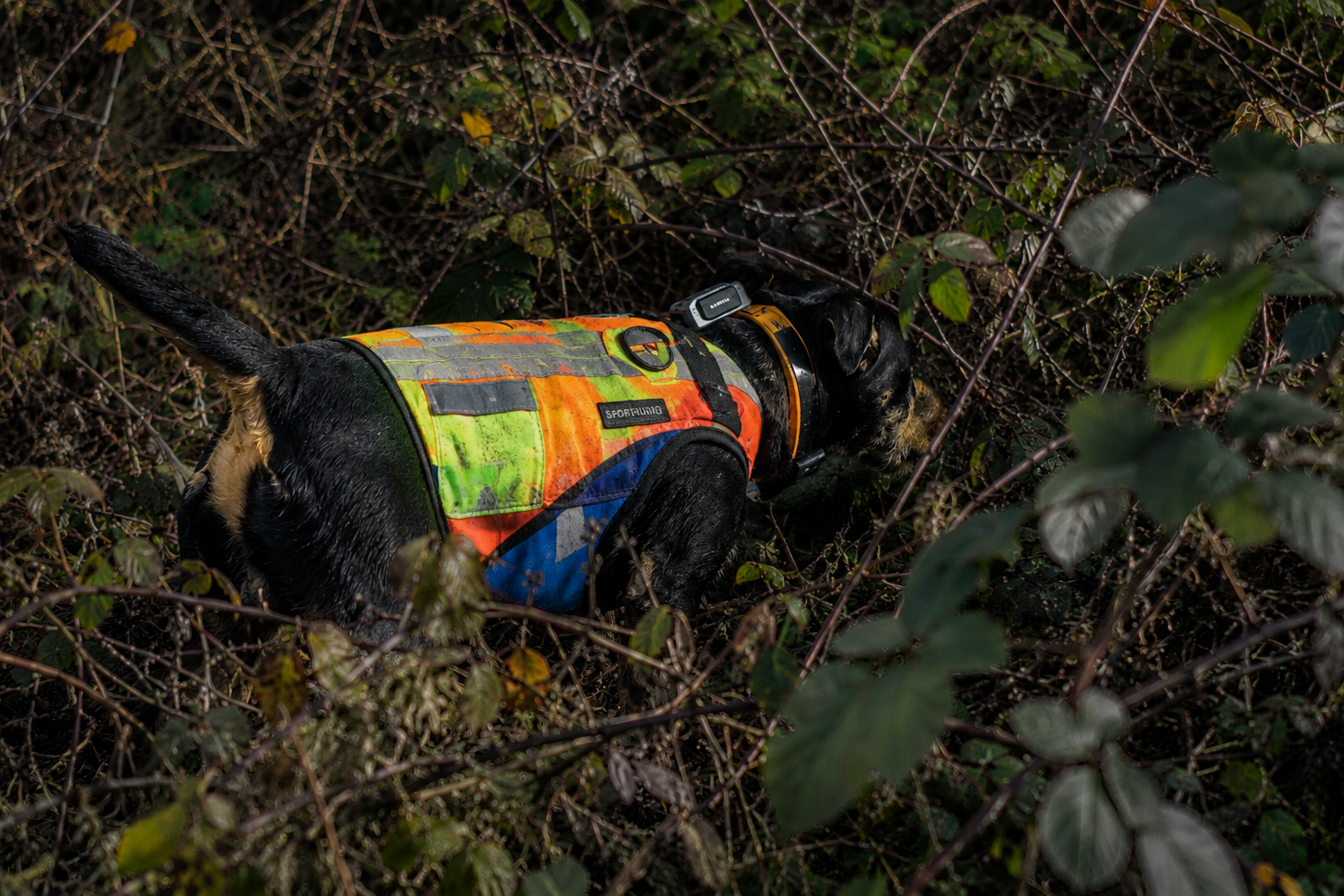 Jagdterrier im dichten Unterwuchs bei der Drückjagd — mit Schutzweste und GPS-Halsband