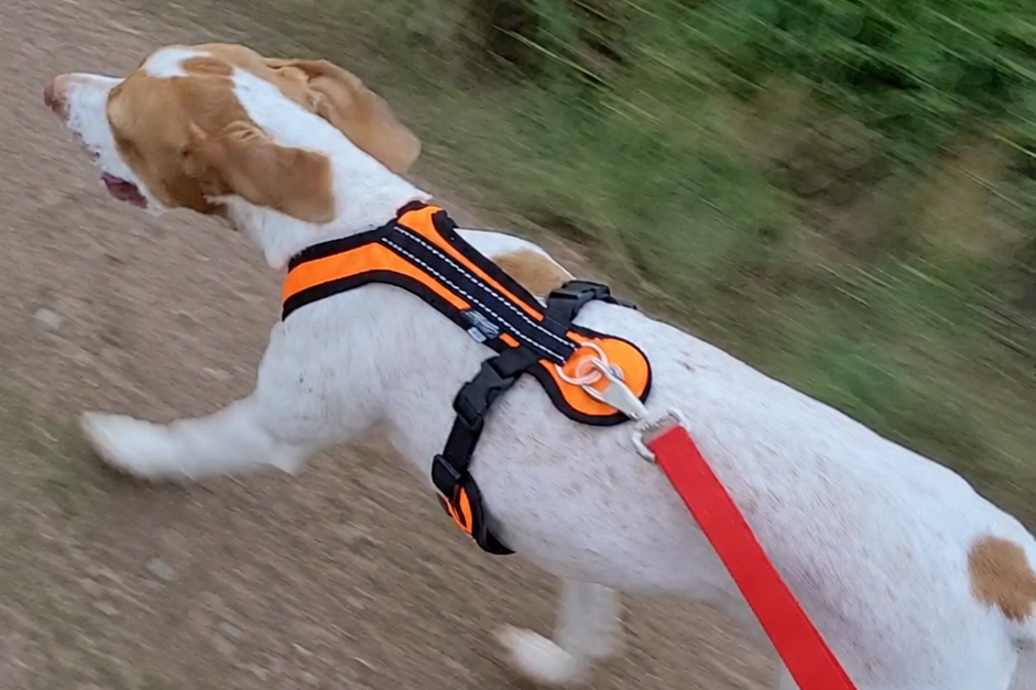 Bracke im lockeren Lauftraining auf unbefestigtem Waldweg