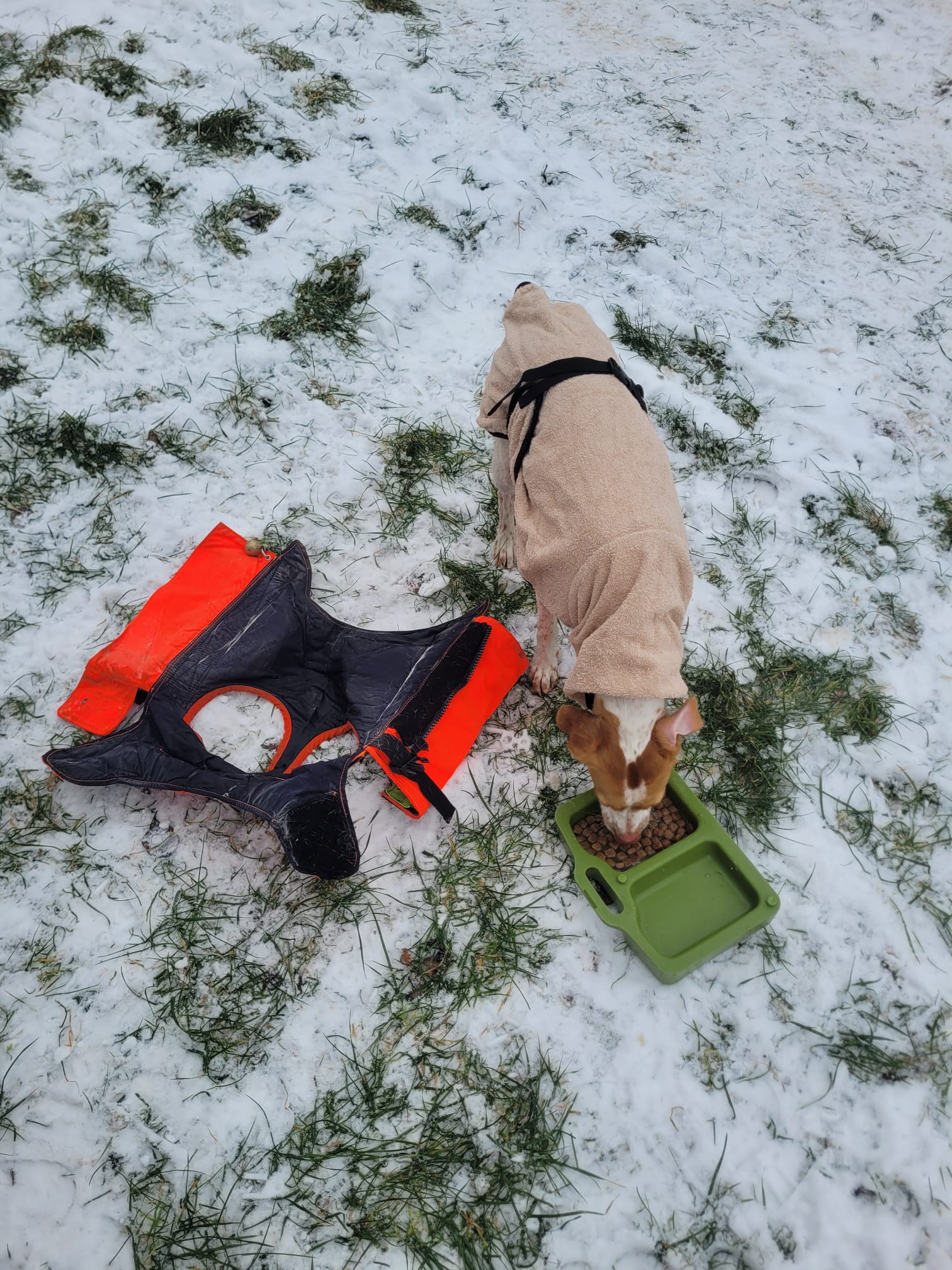 Jagdhund in Handtuch eingepackt frisst nach dem Treiben, Schutzweste liegt abgelegt daneben