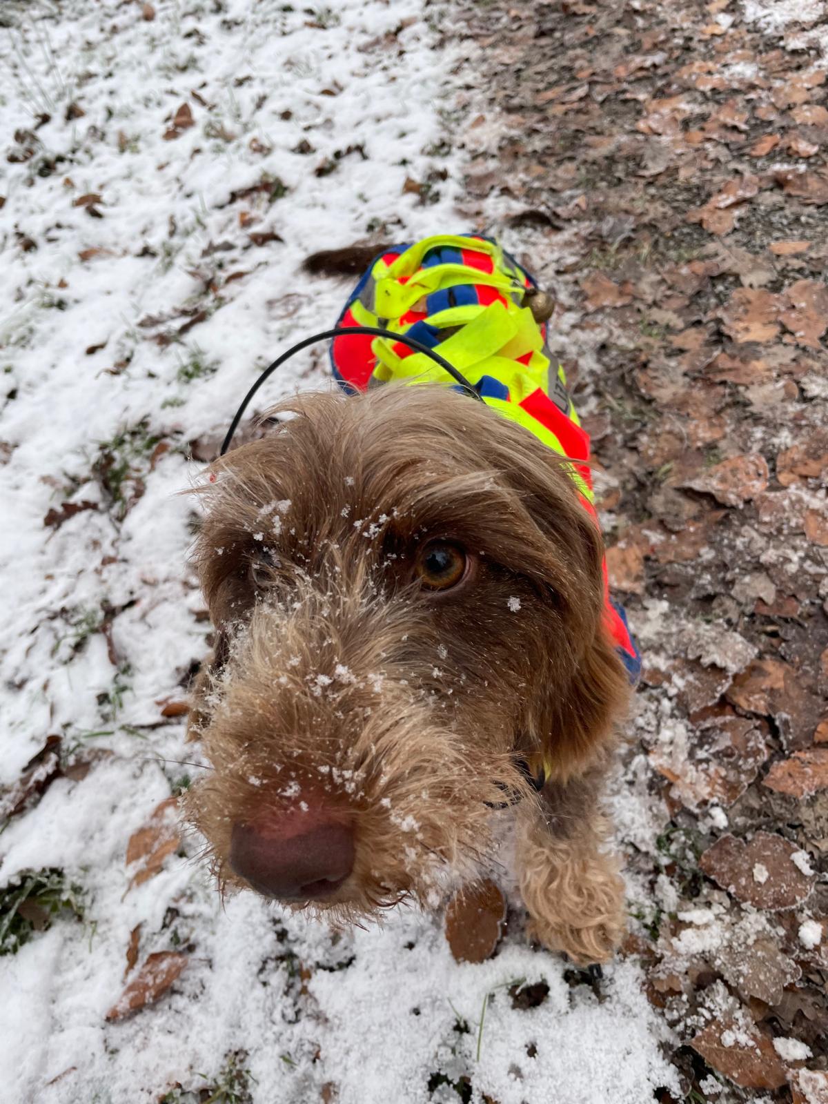 Stöberhund mit Drückjagdschutzweste im Schnee