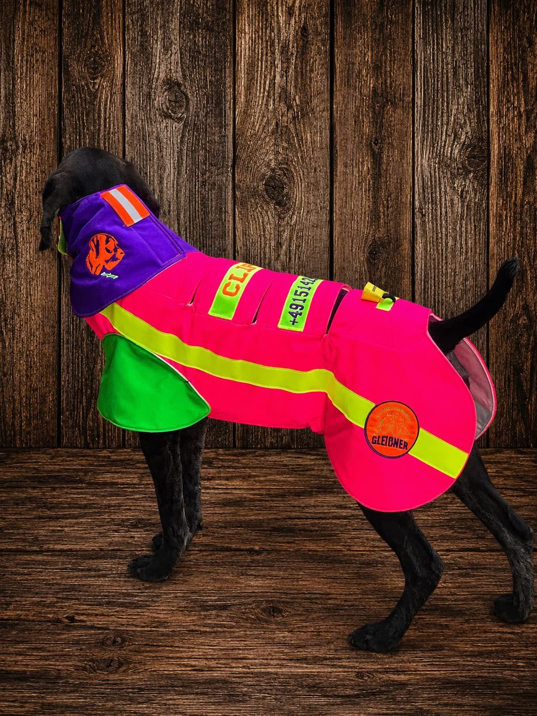 Jagdhund mit Schutzweste, Kontaktdaten und Reflexstreifen, Rückansicht