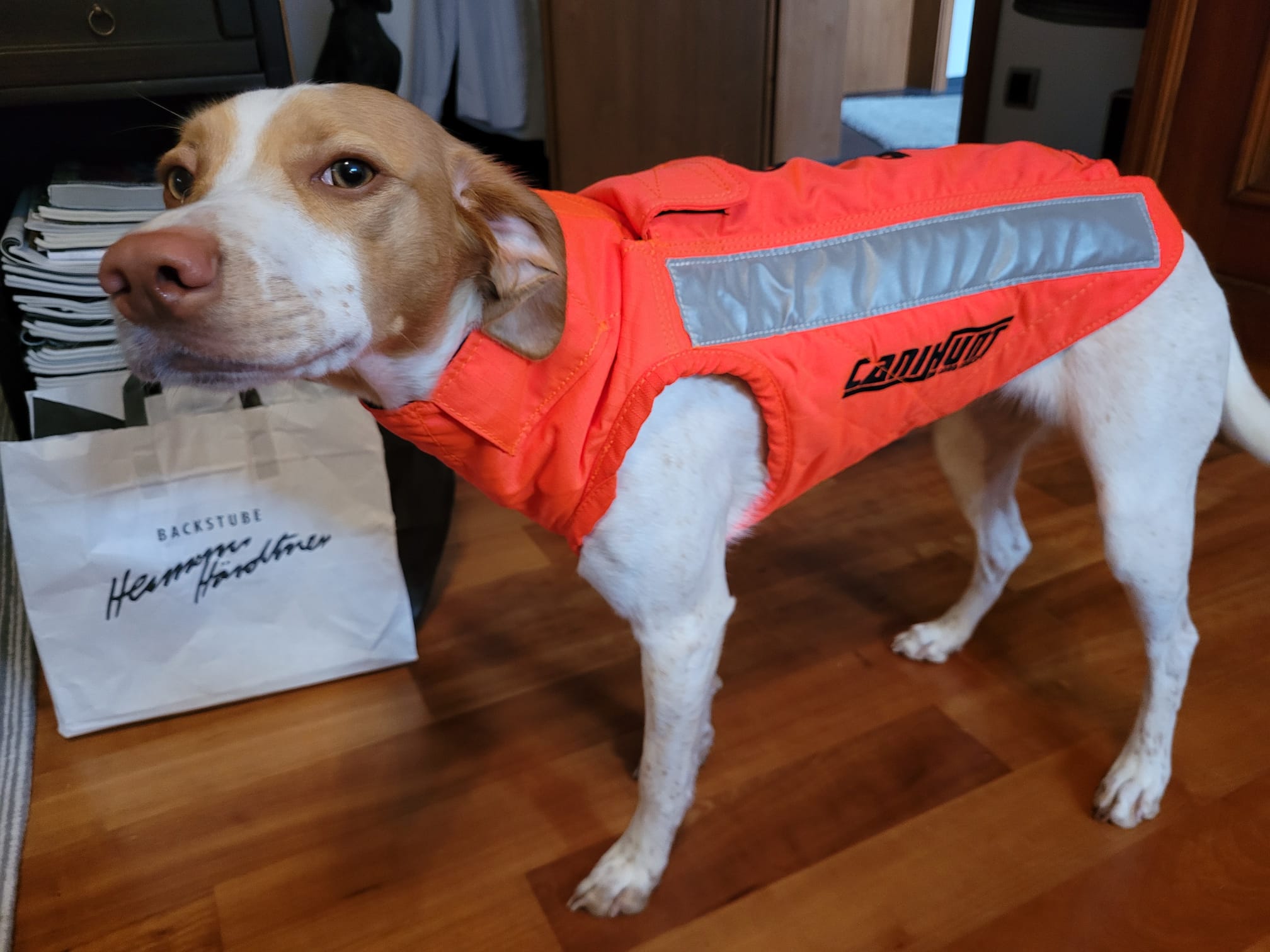 Jagdhund mit signalorangener Schutzweste, gut sichtbar für Schützen