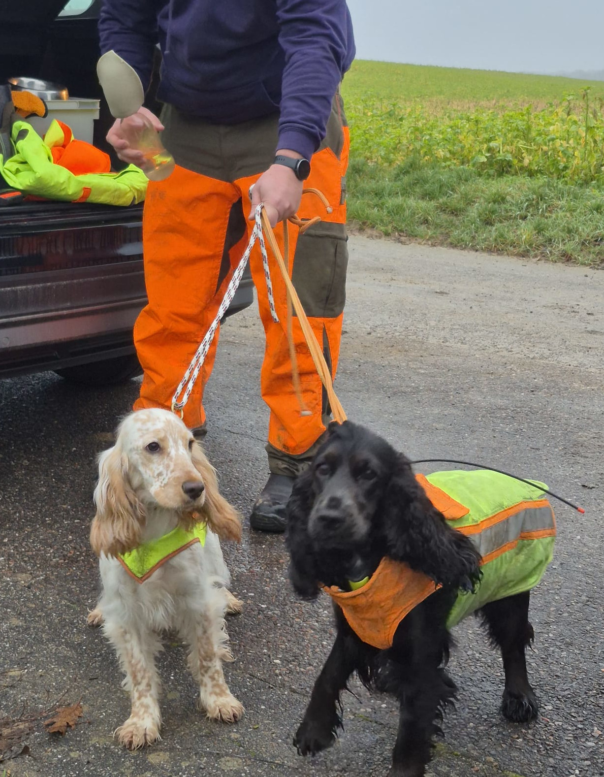 Hundeführer mit Spaniels in Drückjagdwesten